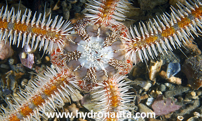 Ophiothrix fragilis